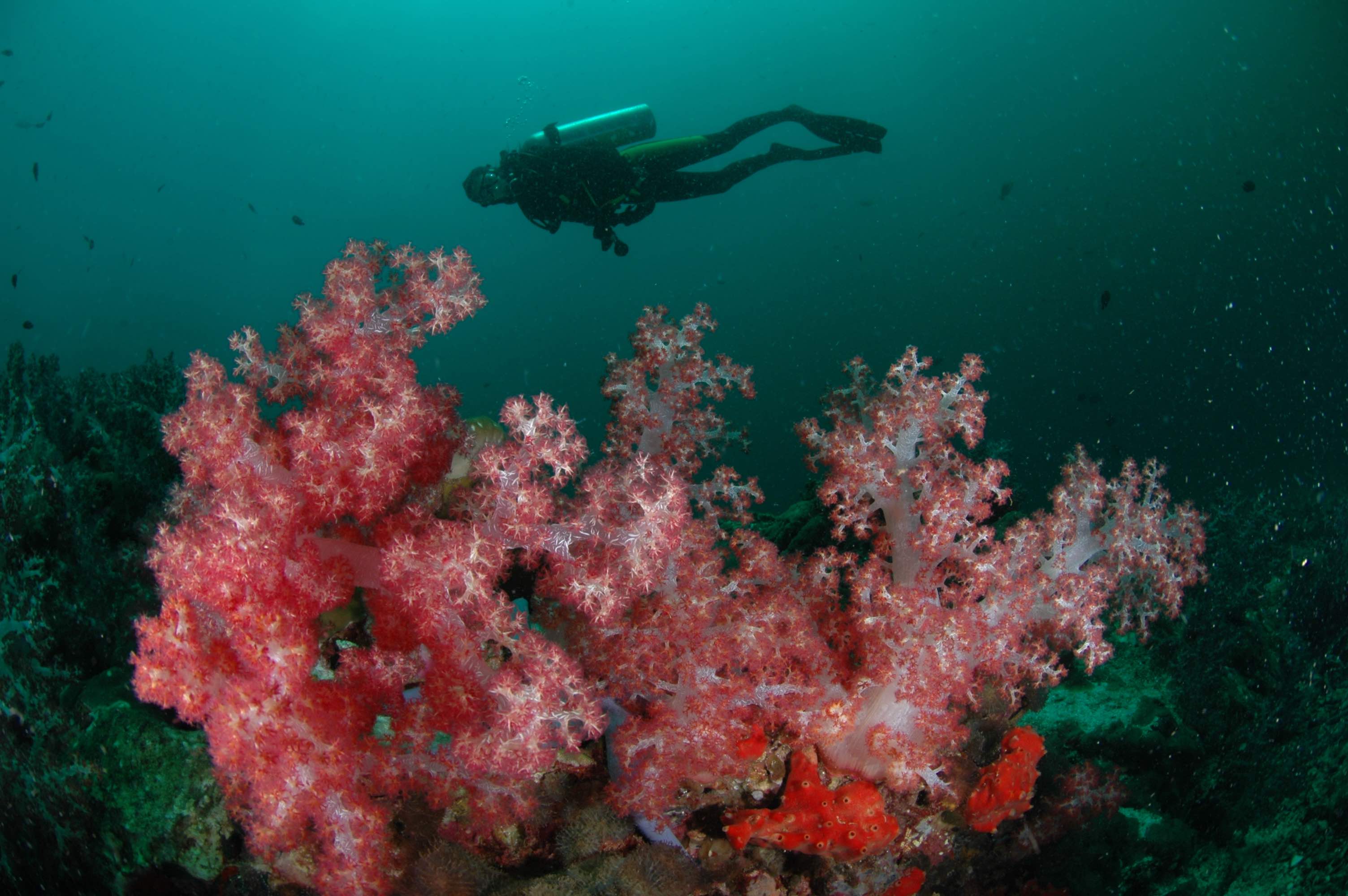 Koh Lanta diving Pimalai