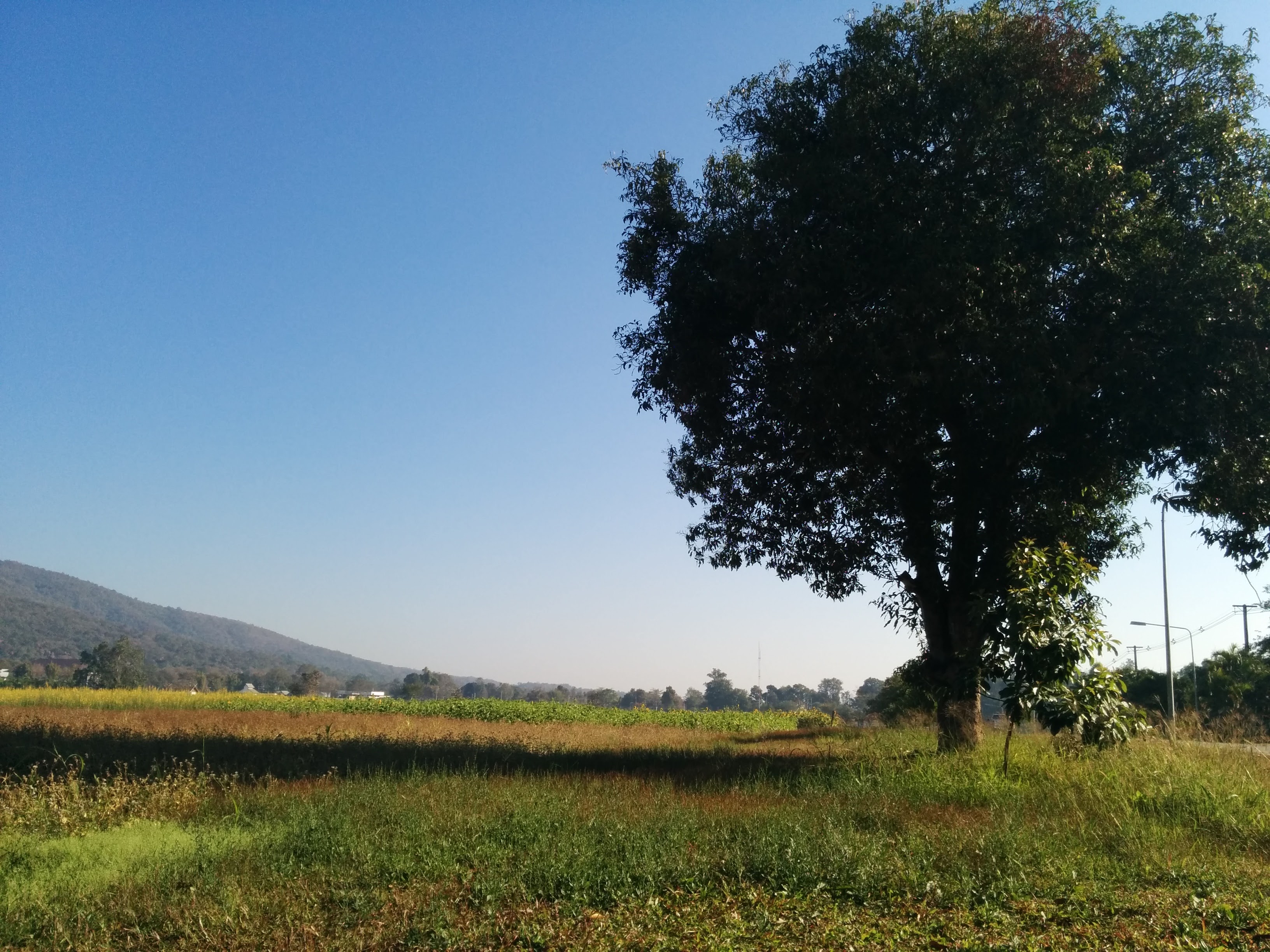 Trees Of Chiang Mai 