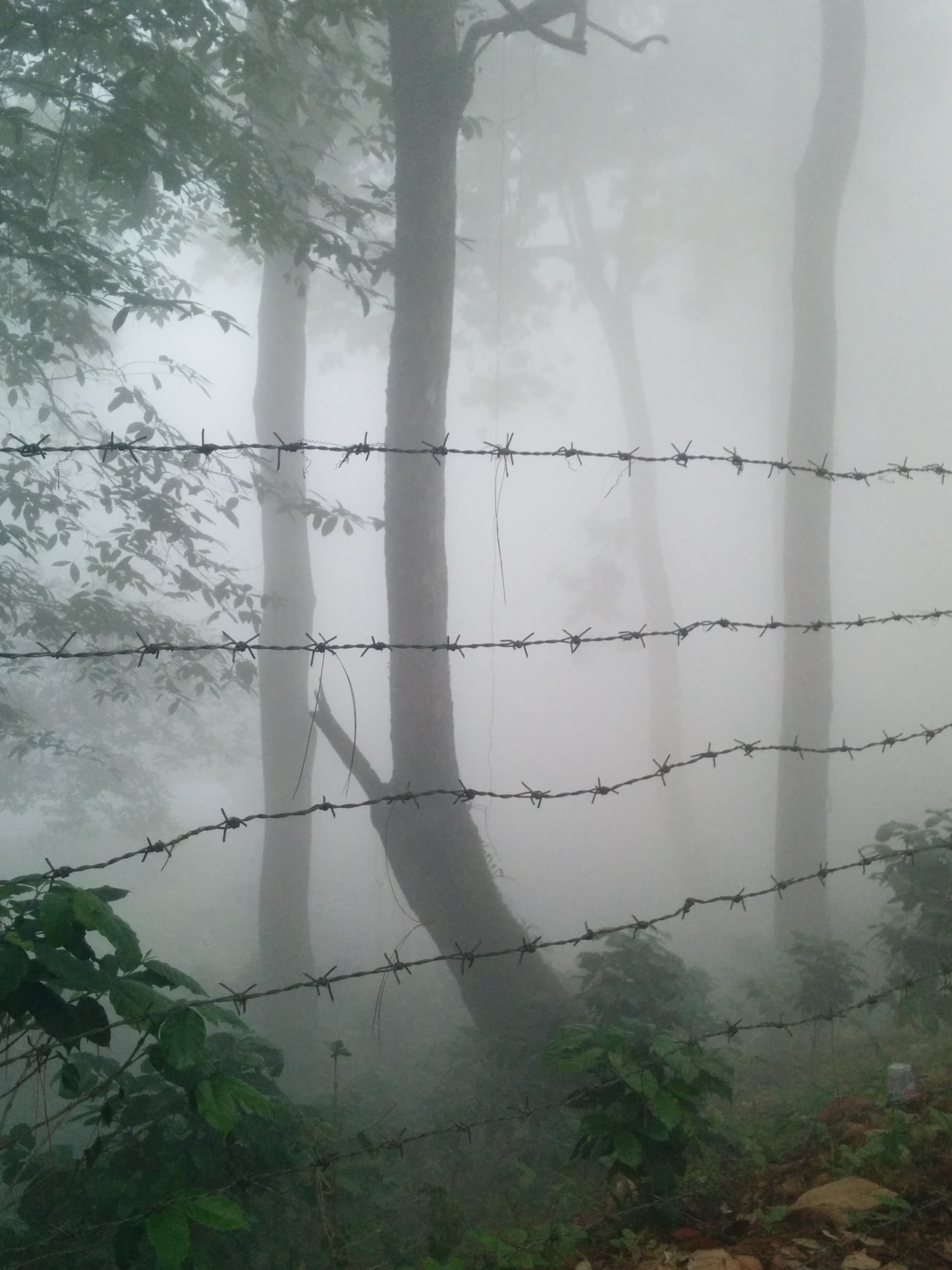 Trees Of Chiang Mai 