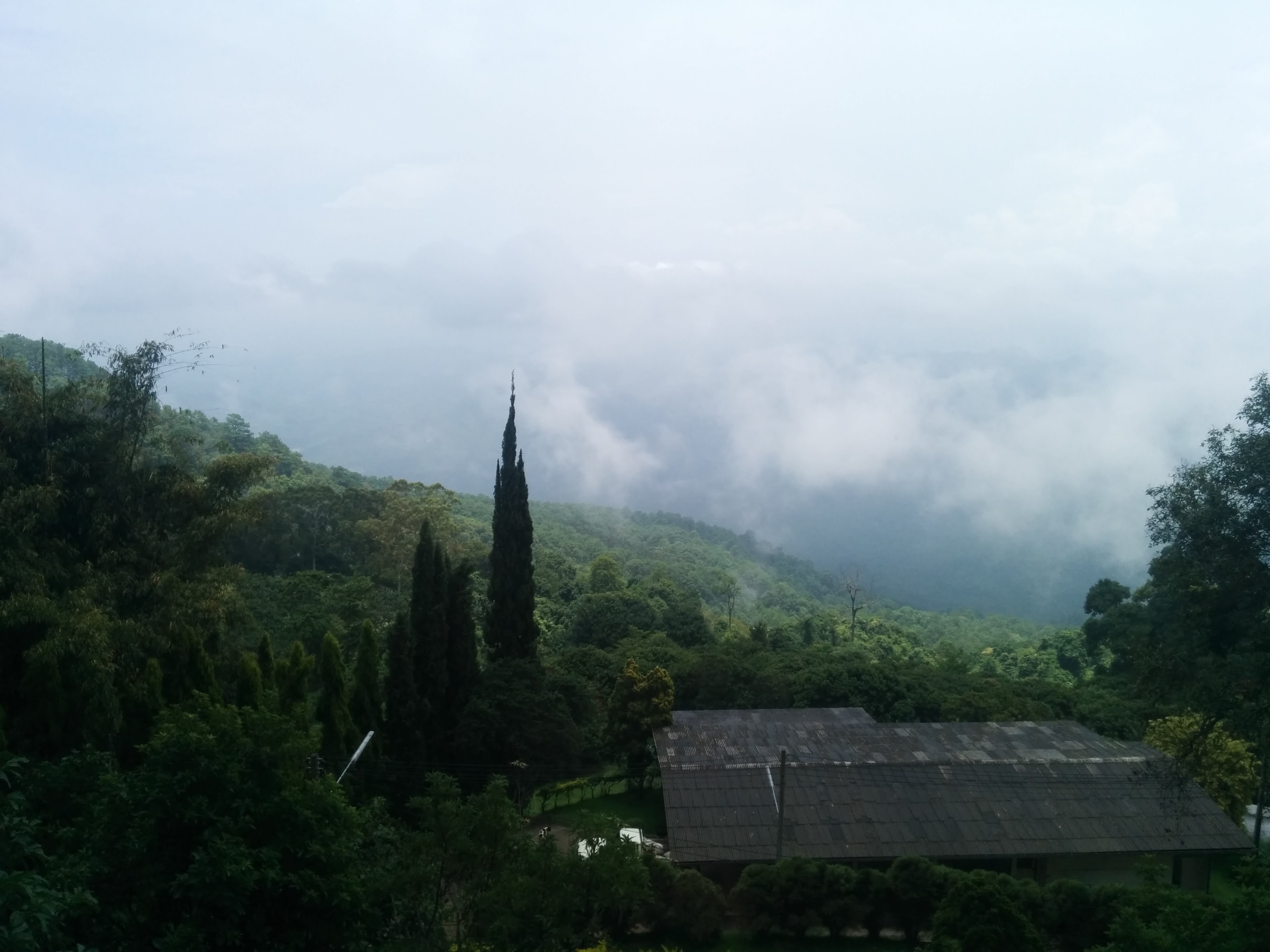 Trees Of Chiang Mai 