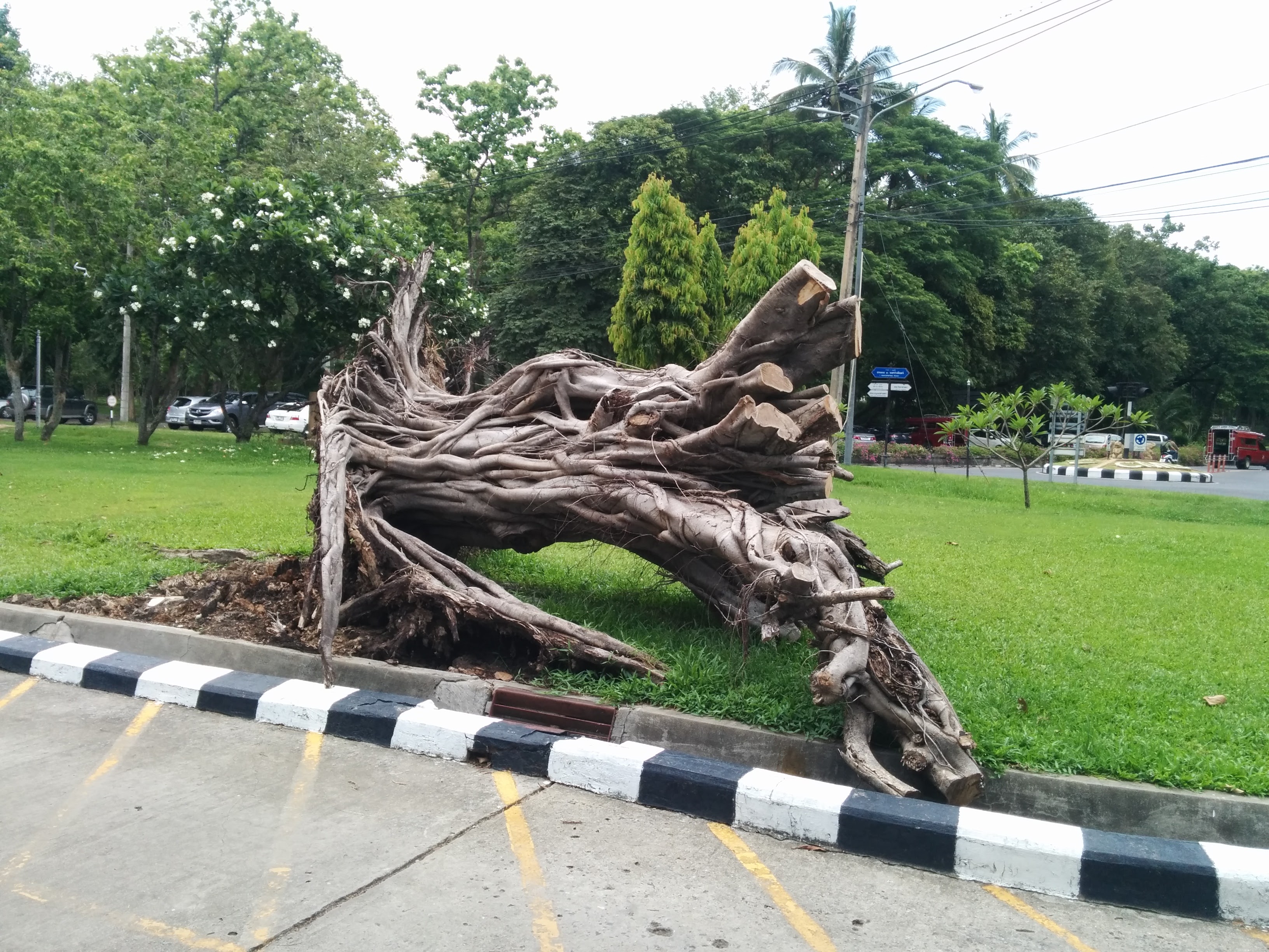 Trees Of Chiang Mai 