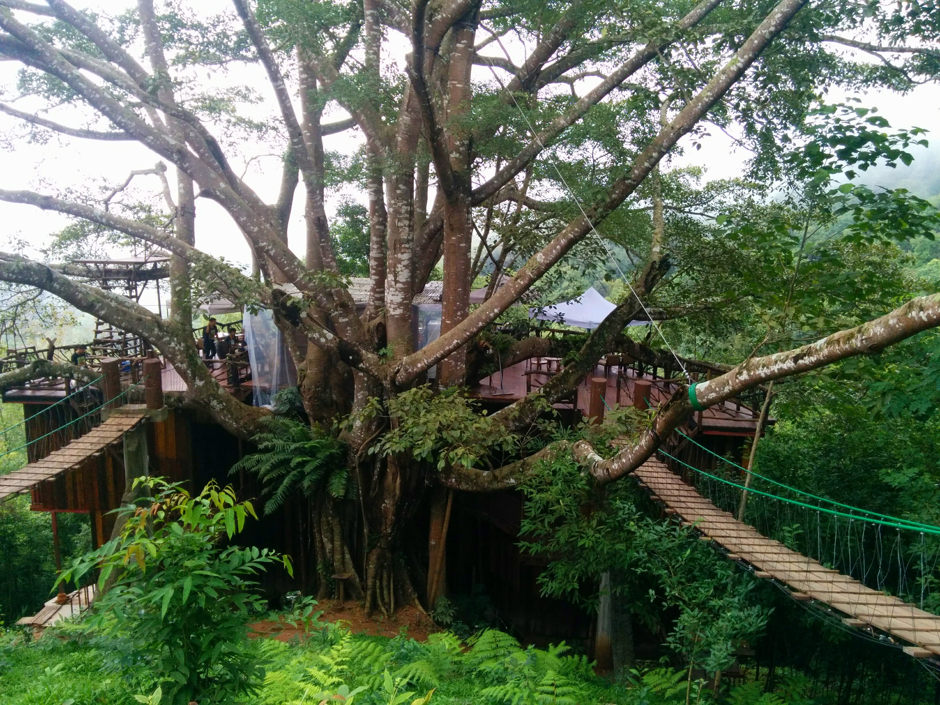 Trees Of Chiang Mai 