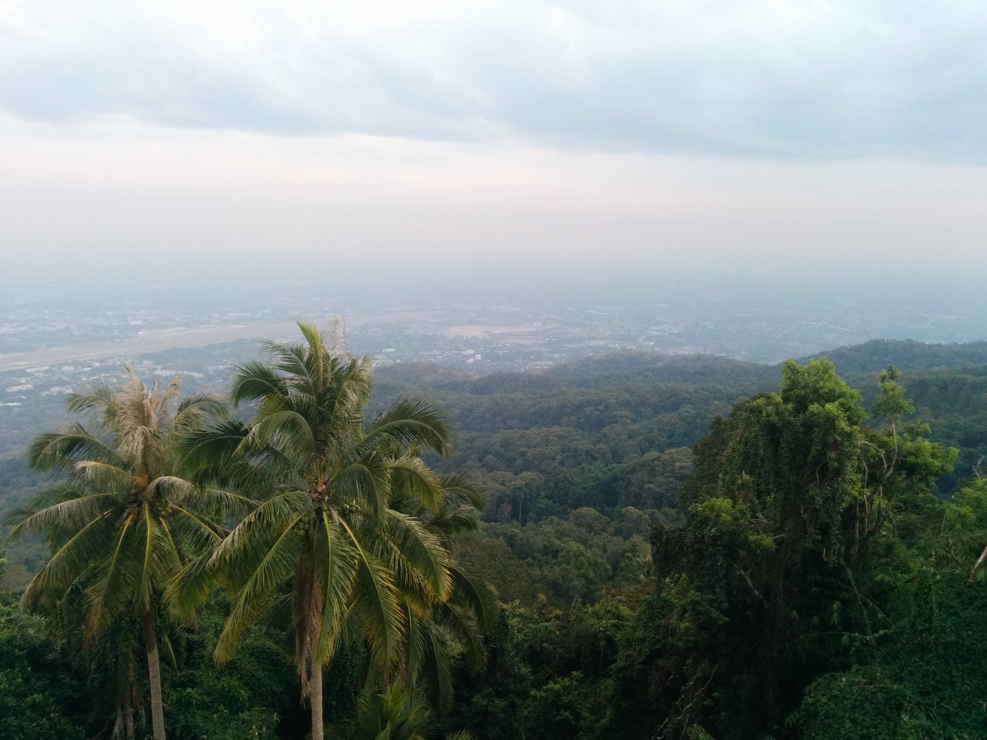 Trees Of Chiang Mai 