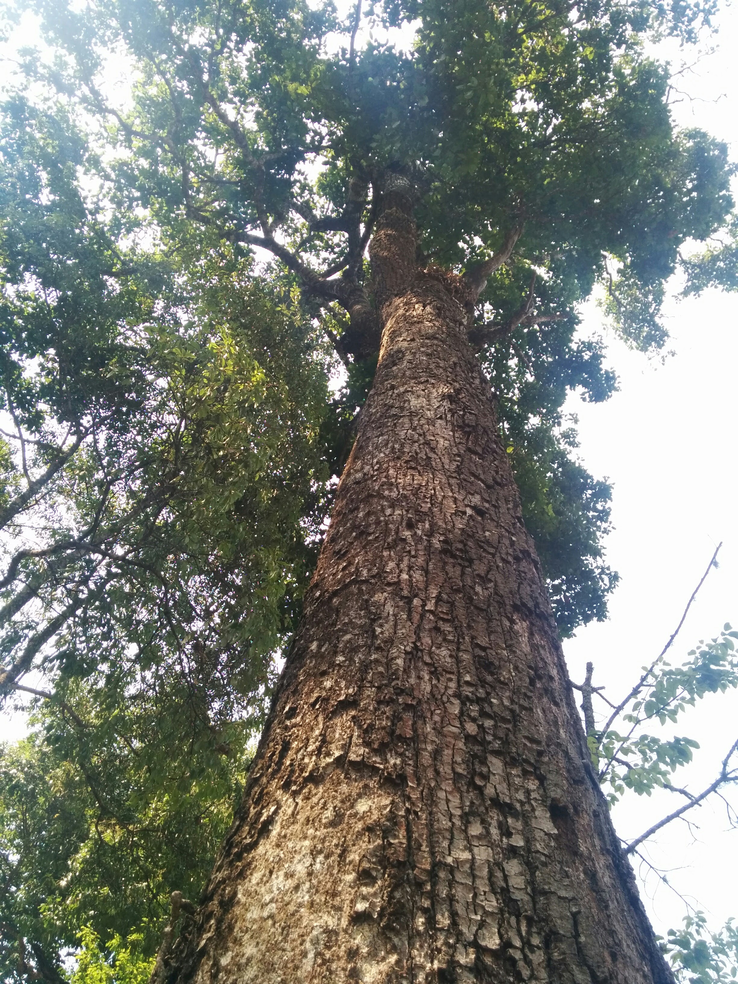 Trees Of Chiang Mai 