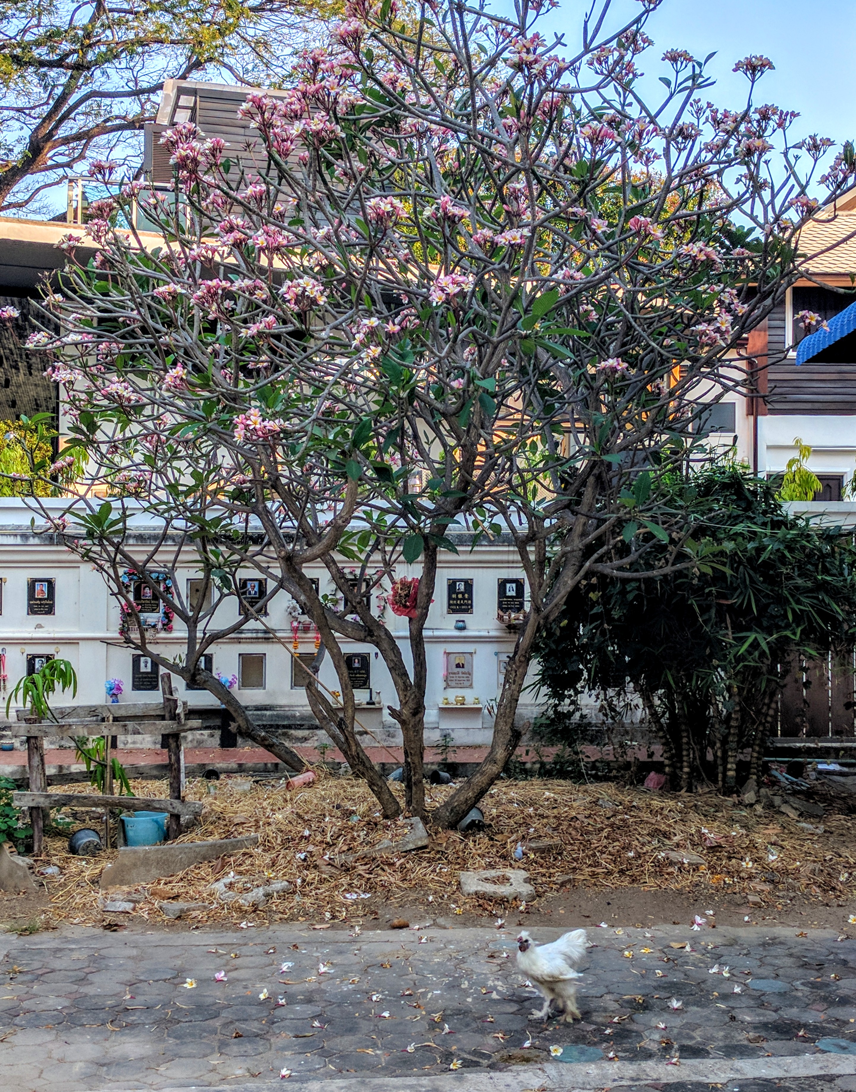 Trees of Chiang Mai