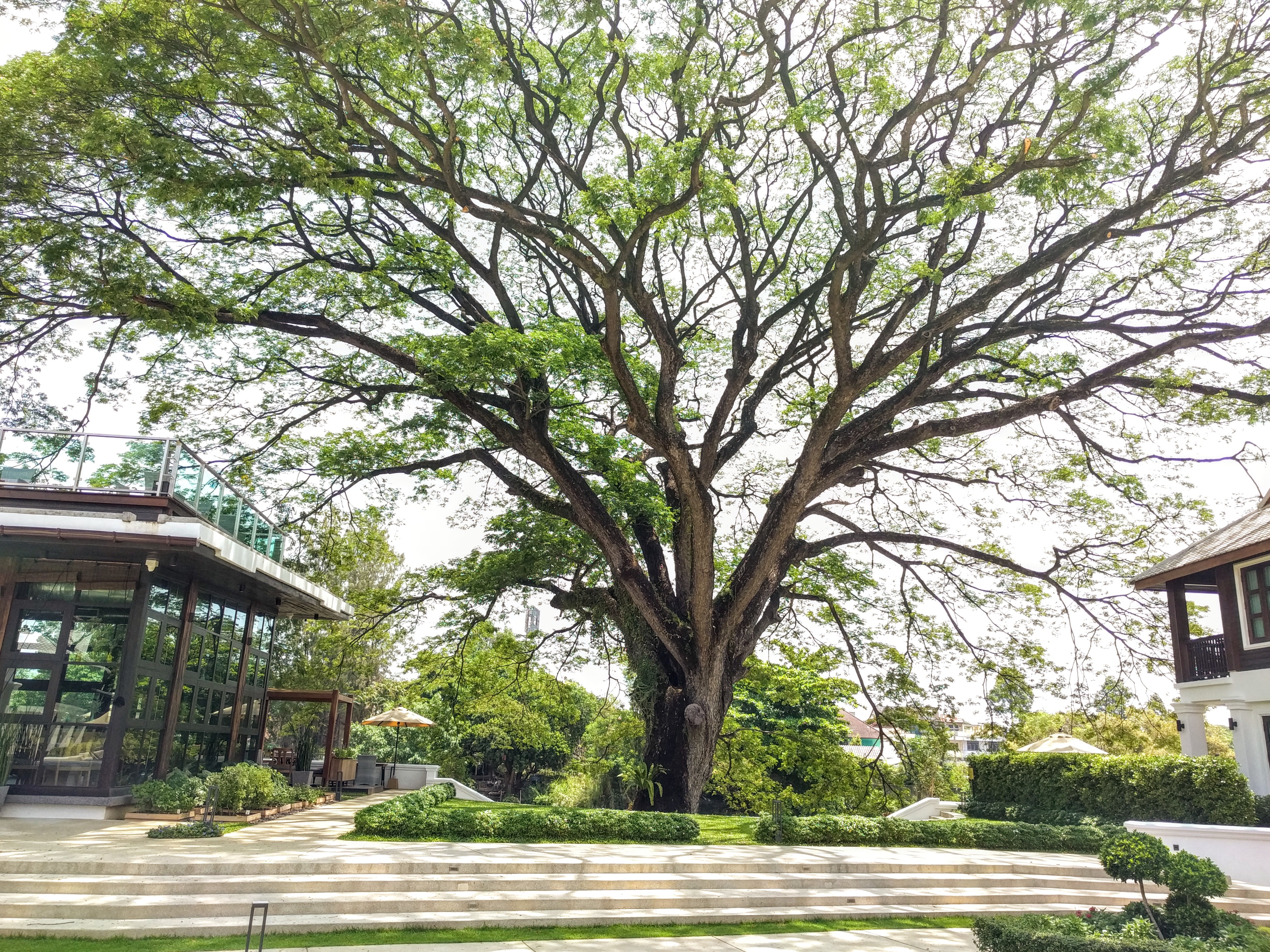 Trees of Chiang Mai