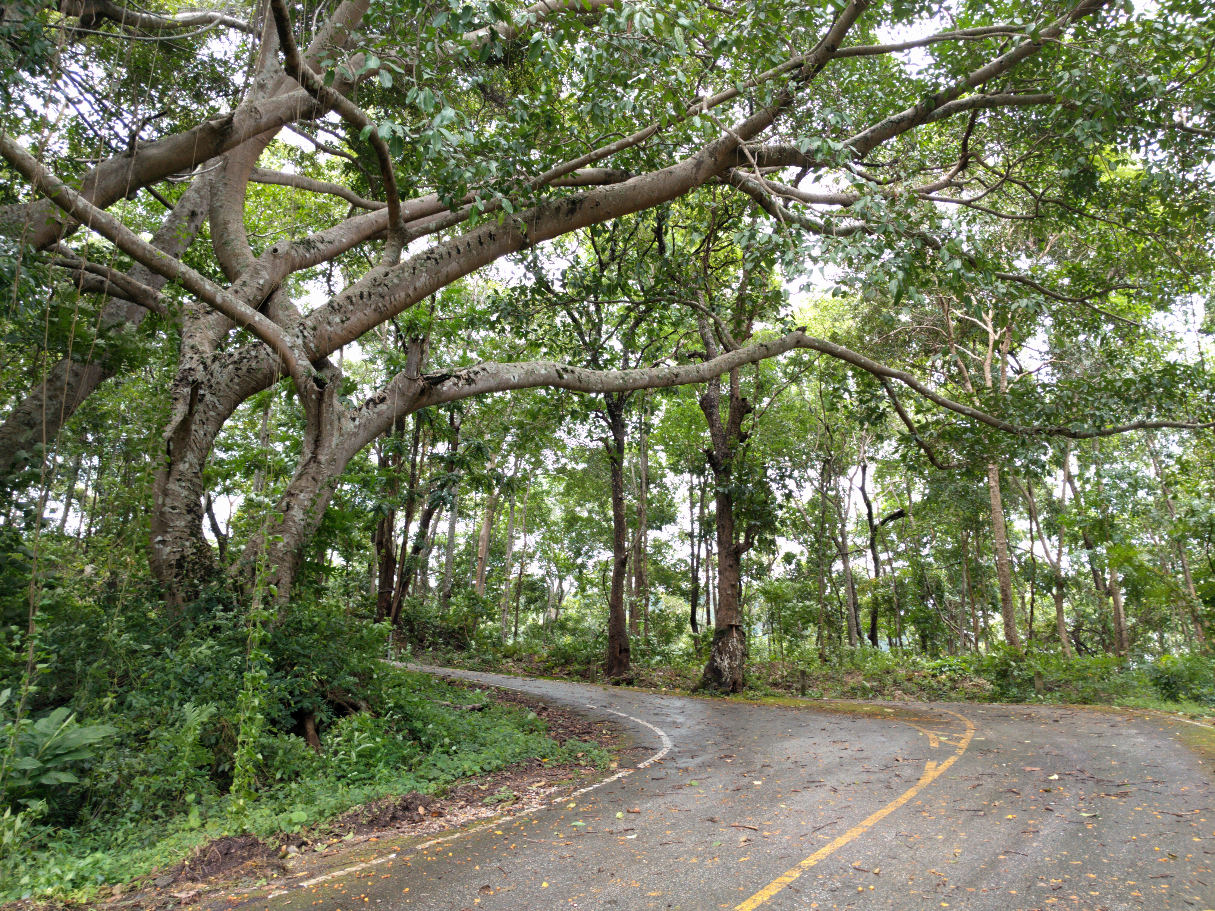 Trees of Chiang Mai