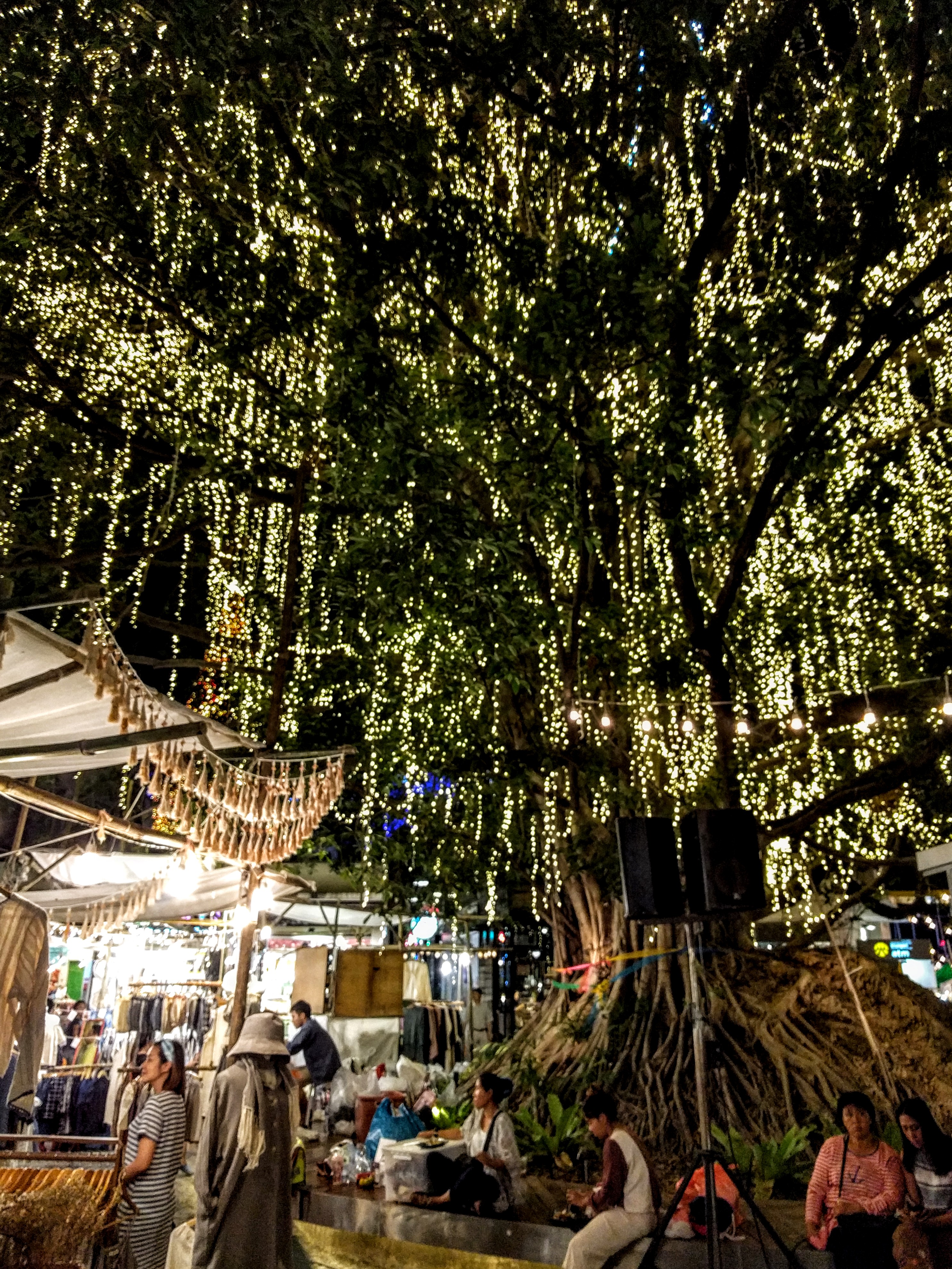 Trees Of Chiang Mai 