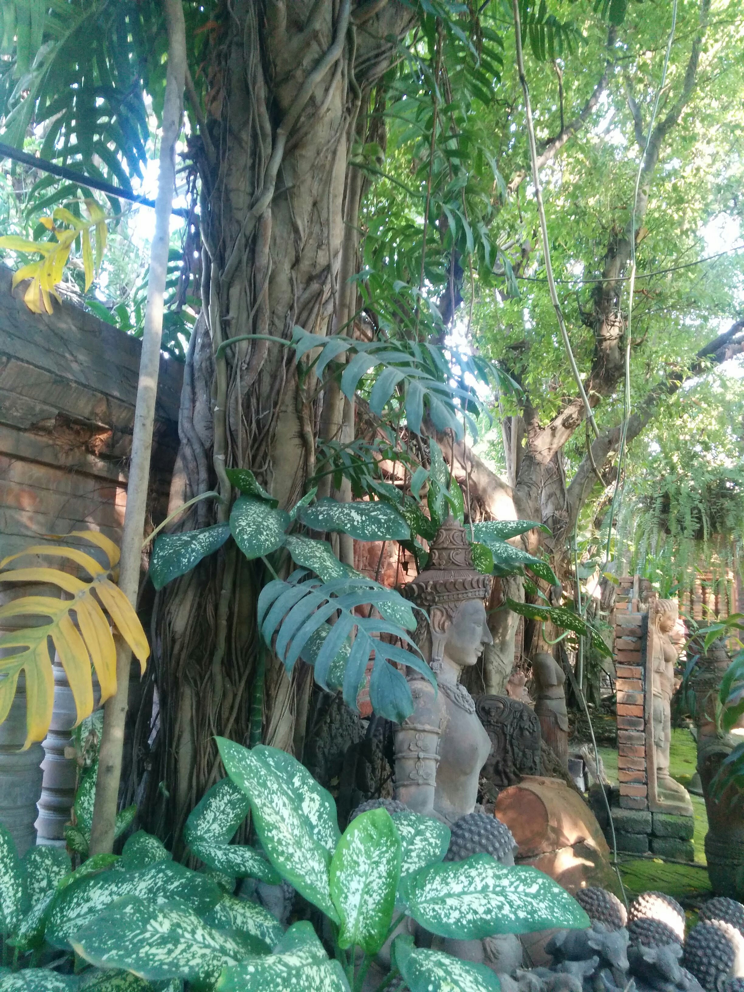 Trees Of Chiang Mai 