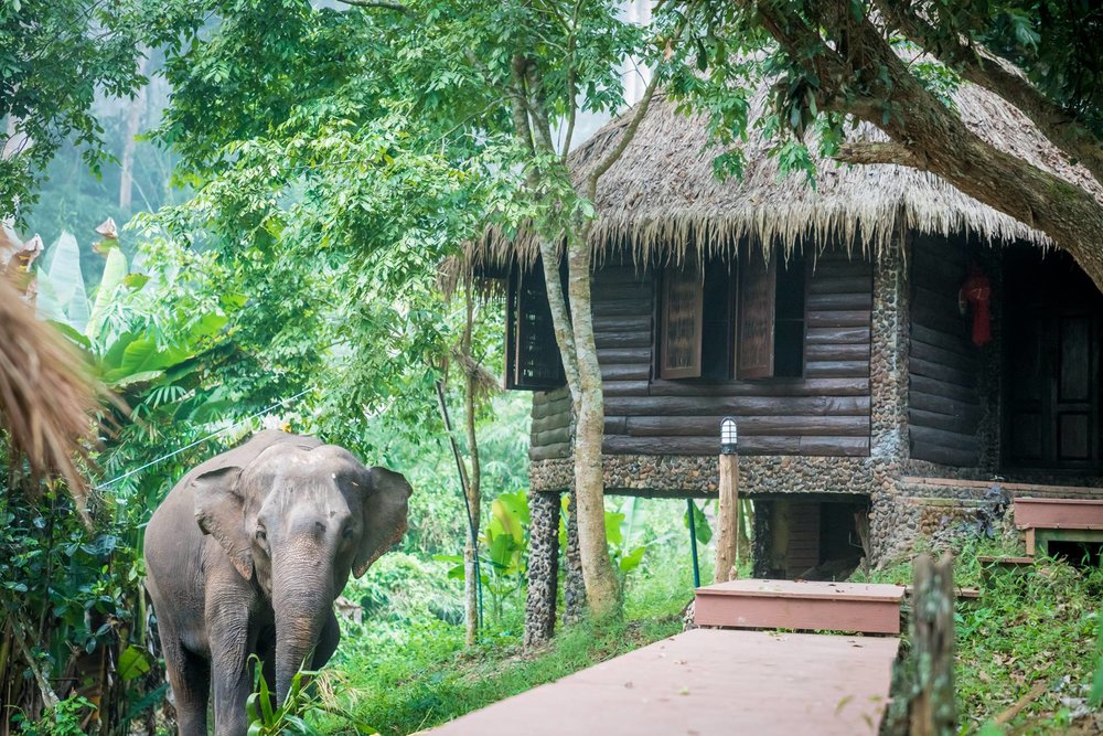 Chai Lai Orchid Elephant Weddings