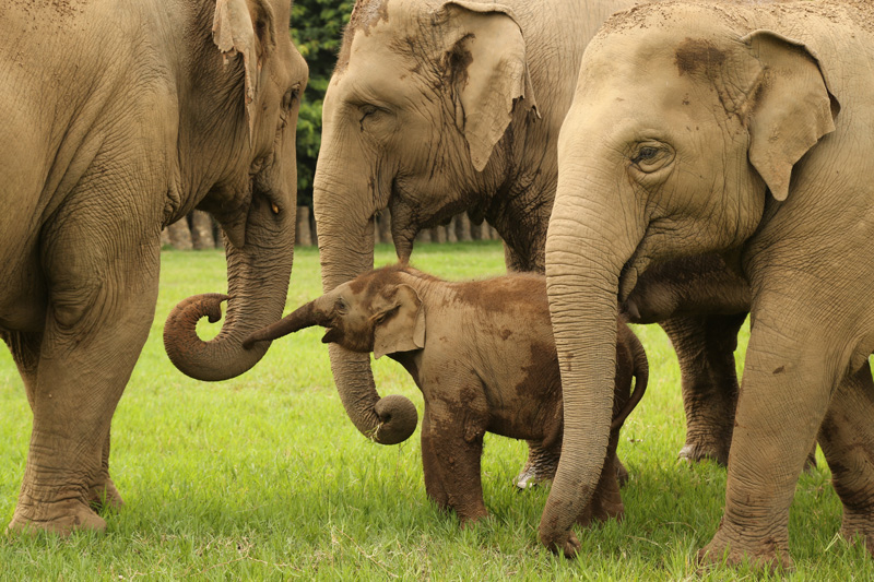 Elephant Nature Park Chiang Mai 